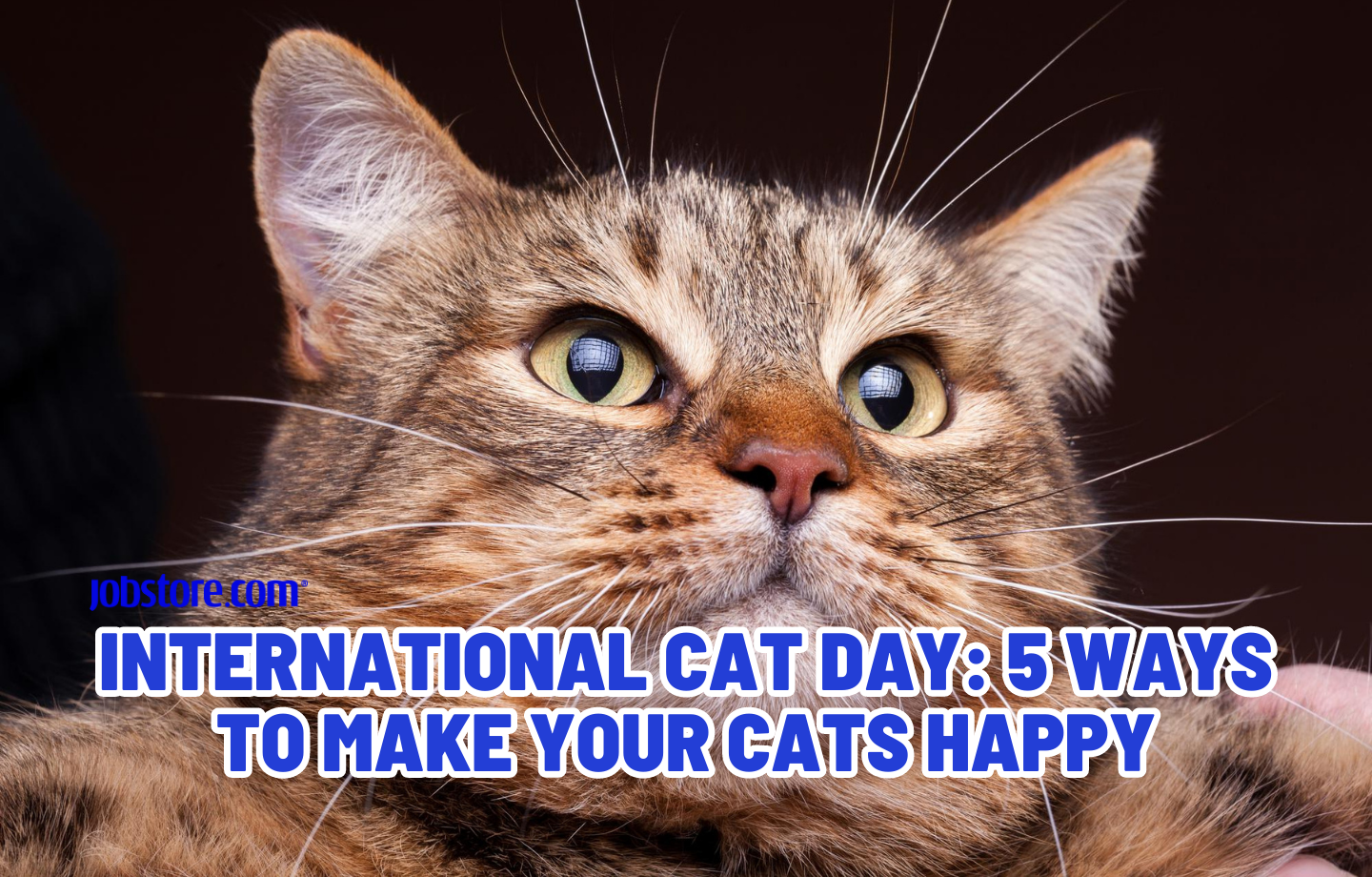 International Cat Day: 5 Ways to Make Your Cats Happy