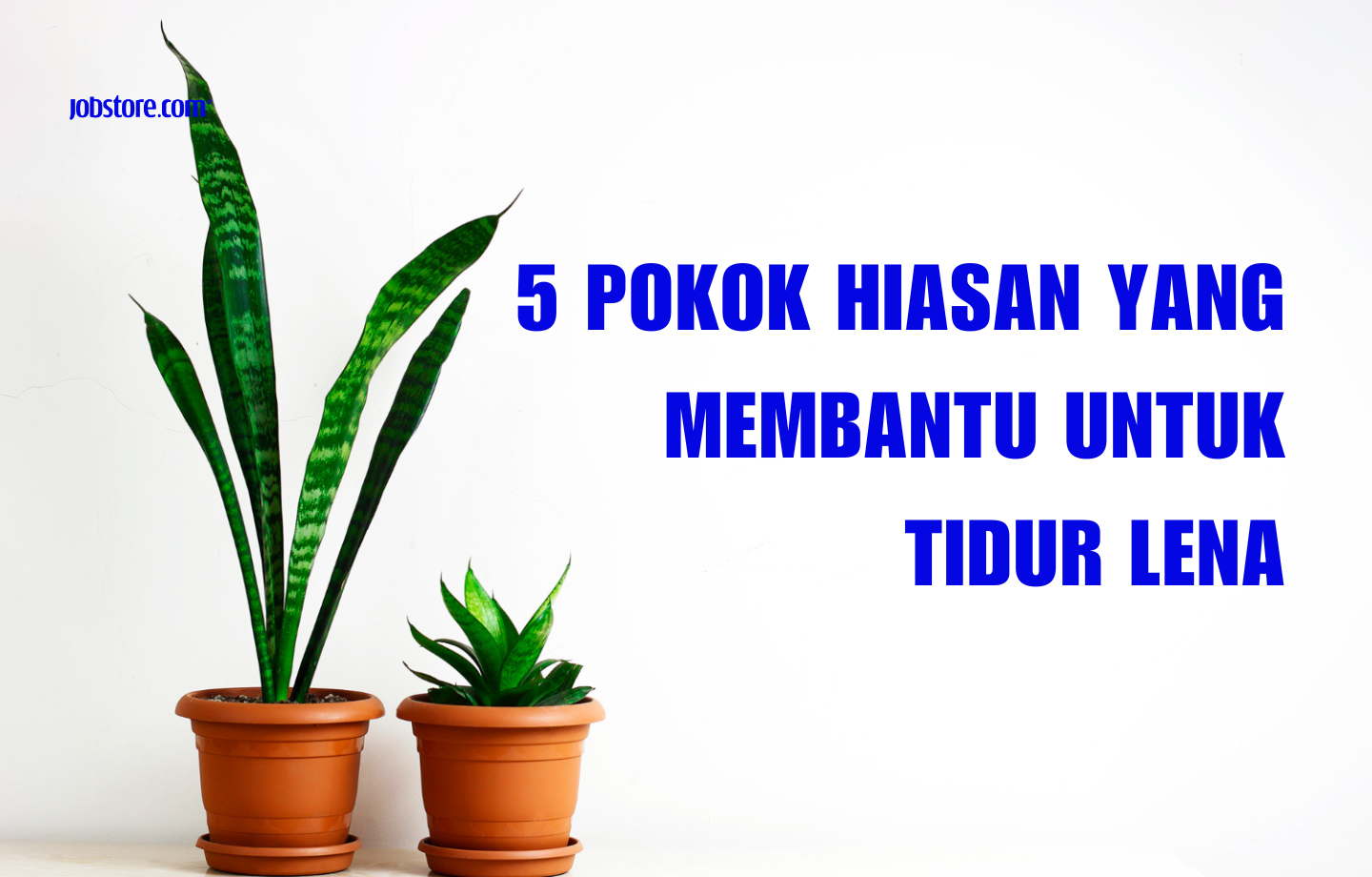 5 Pokok Hiasan Yang Membantu Untuk Tidur Lena