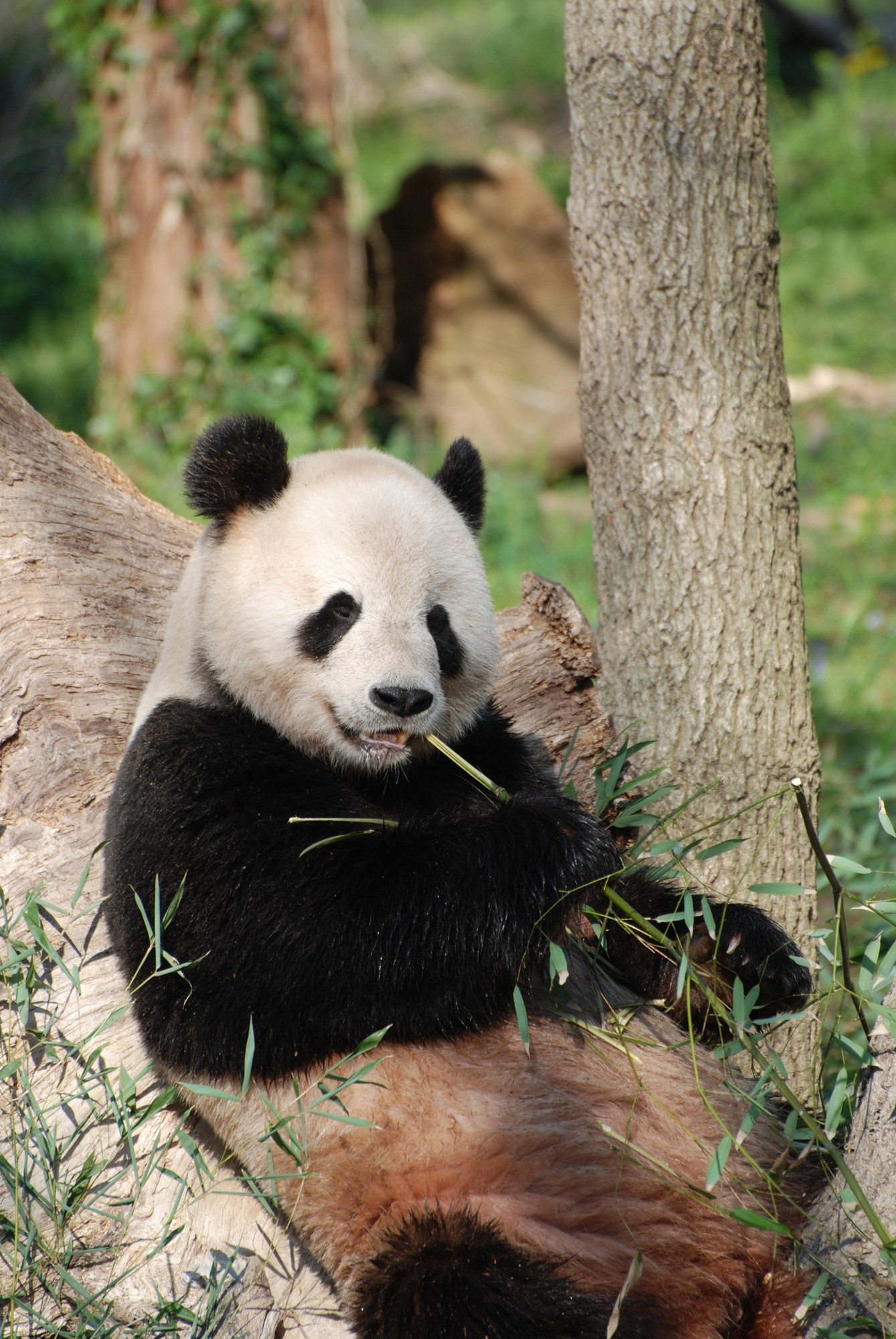 10 Fun Panda Facts You Probably Didn't Know