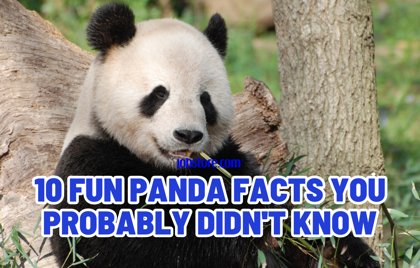10 Fun Panda Facts You Probably Didn't Know
