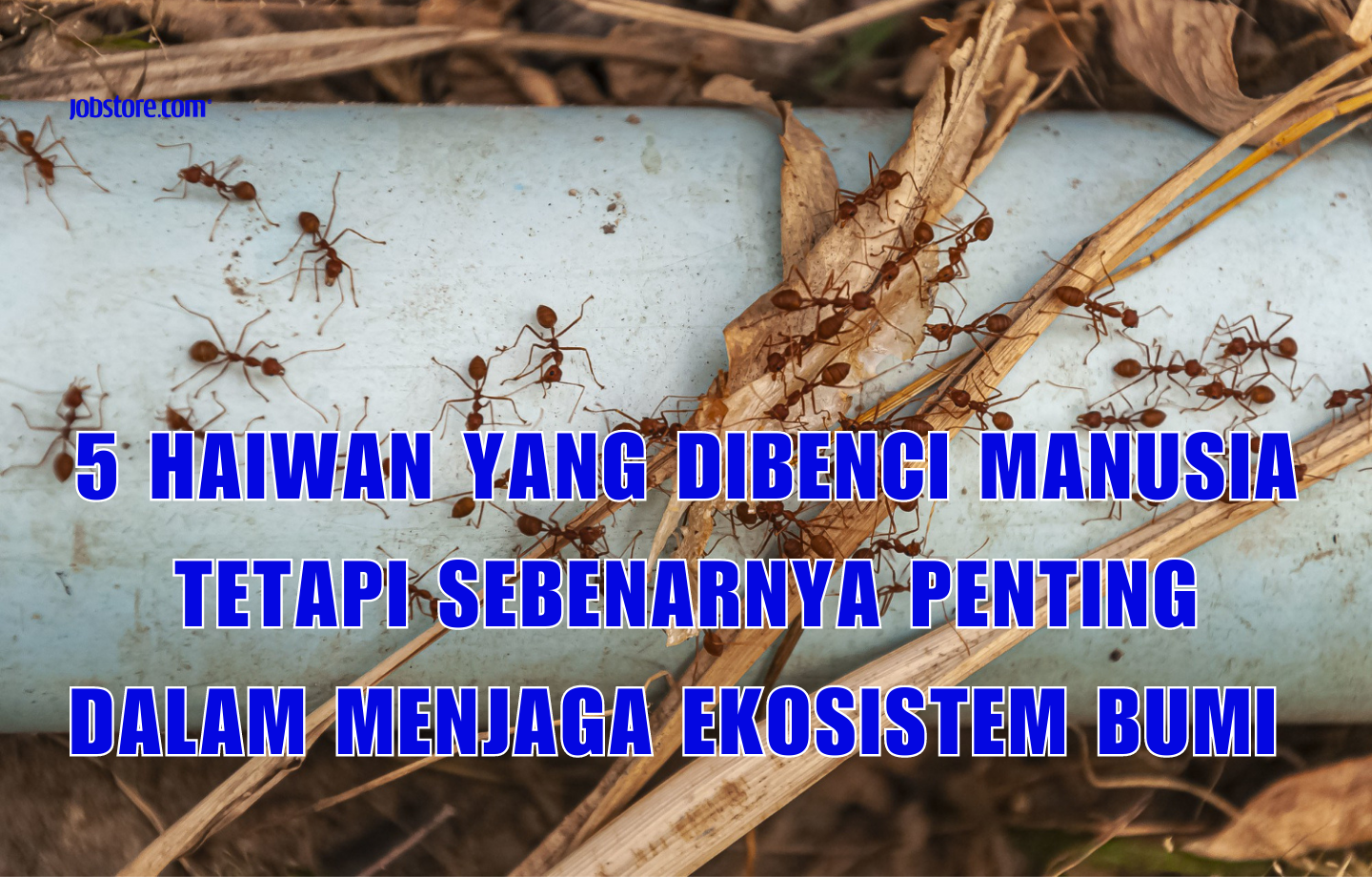 5 Haiwan Yang Dibenci Manusia Tetapi Sebenarnya Penting Dalam Menjaga Ekosistem Bumi
