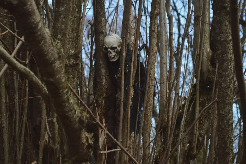 Ketahui 6 Hutan Angker Di Seluruh Dunia