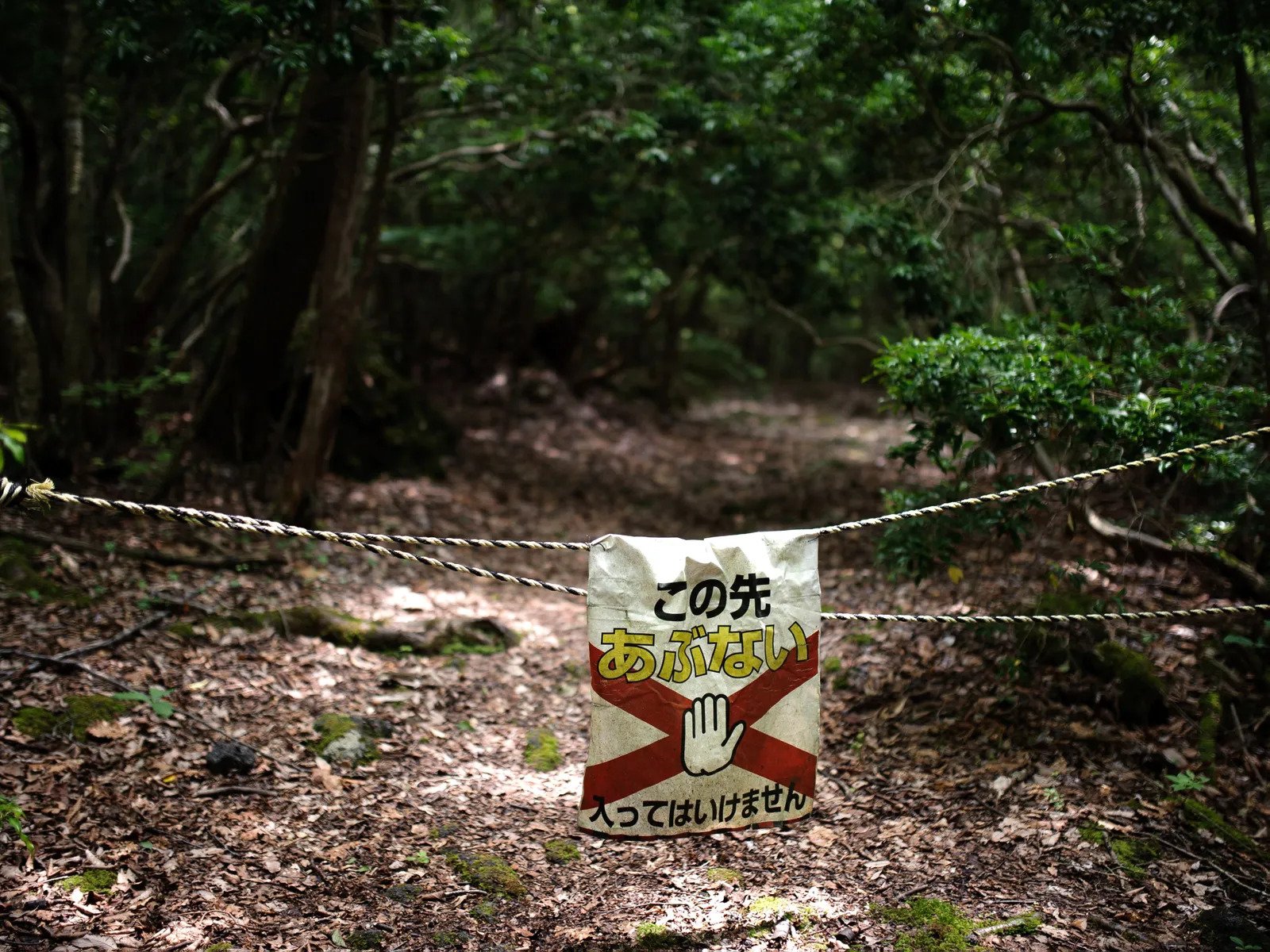 Ketahui 6 Hutan Angker Di Seluruh Dunia