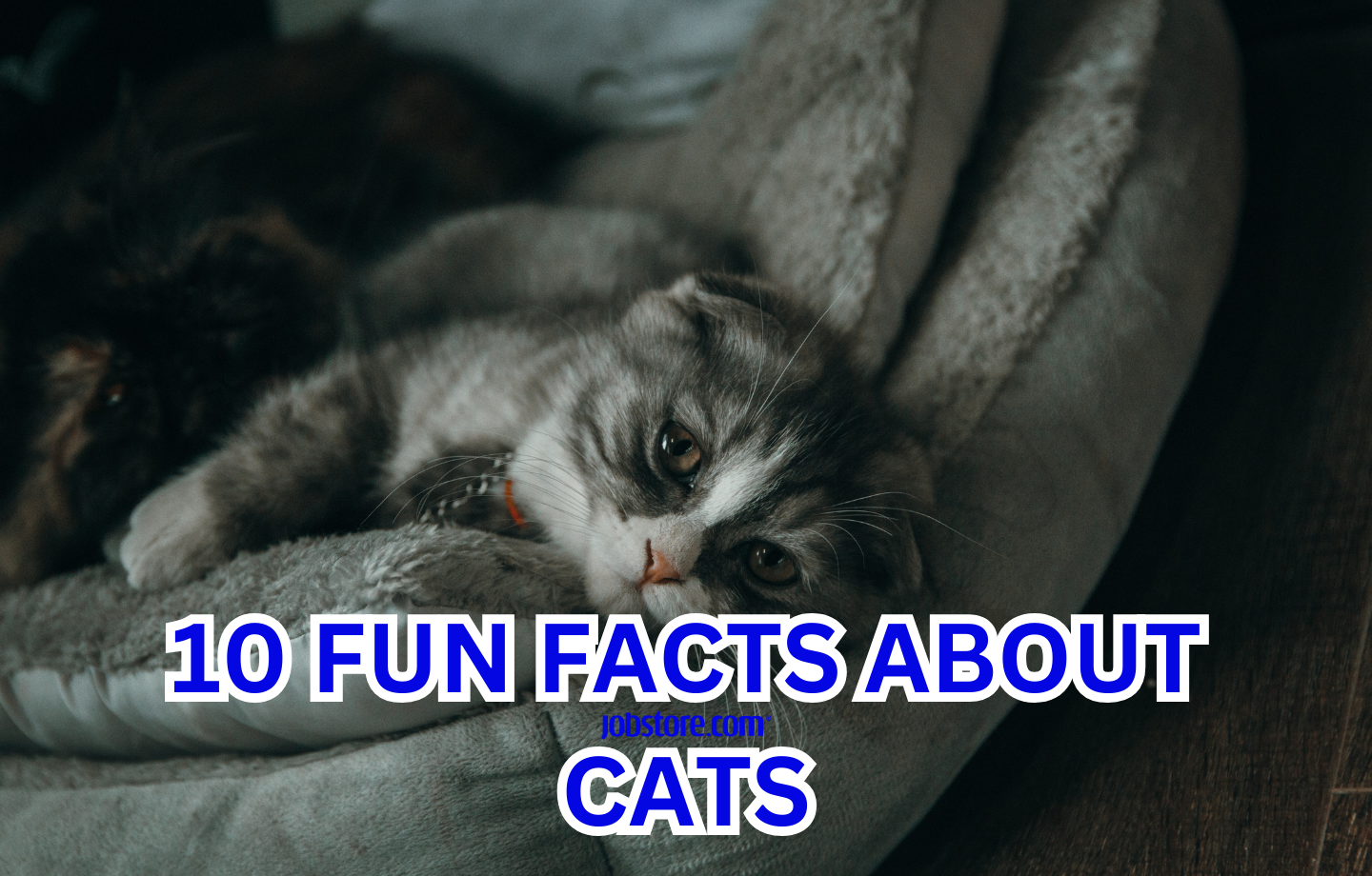 cats