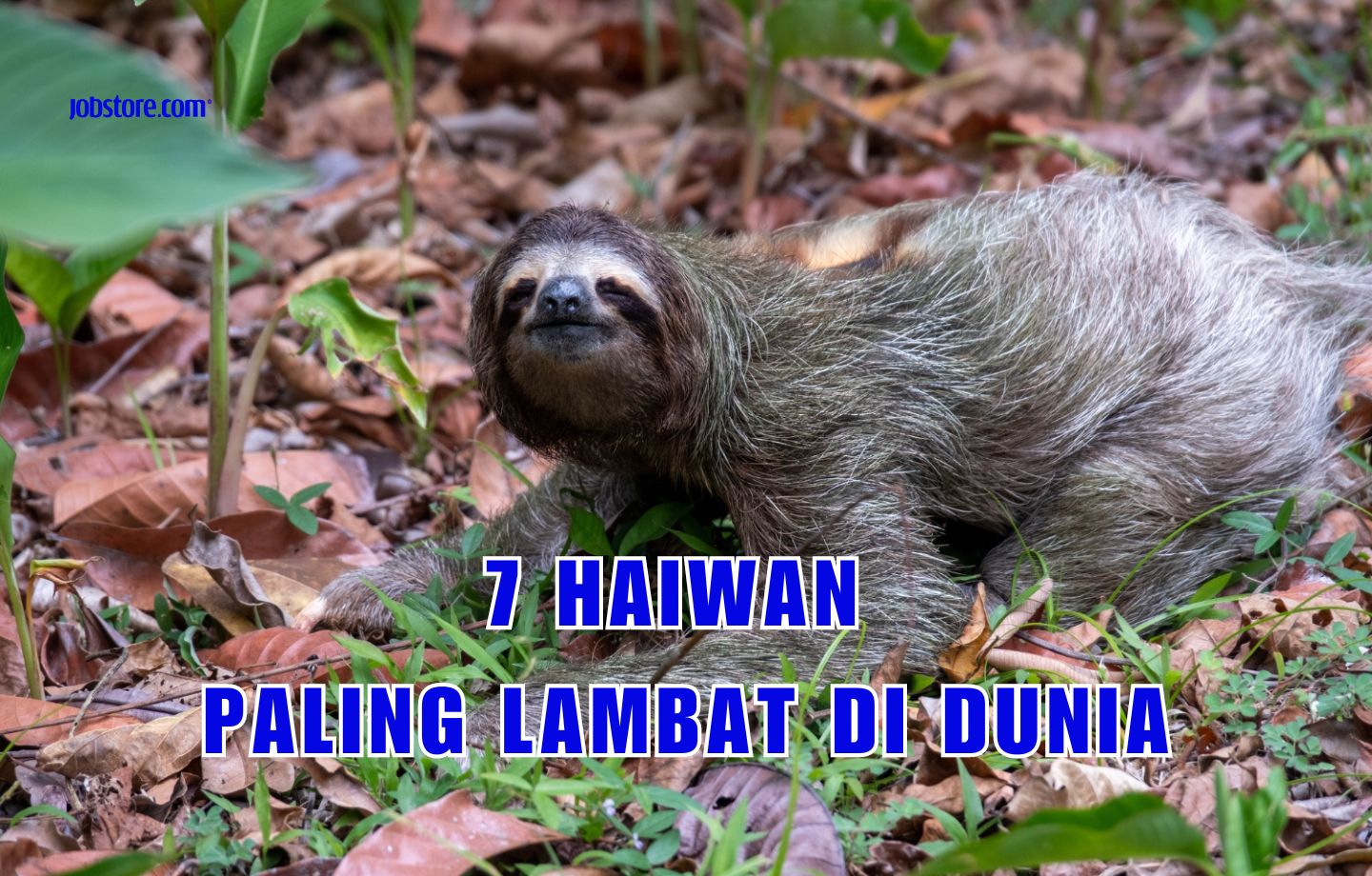 7 Haiwan Paling Lambat Di Dunia