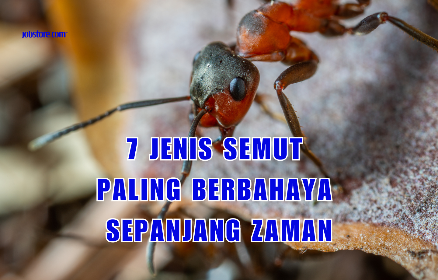 7 Jenis Semut Paling Berbahaya Sepanjang Zaman