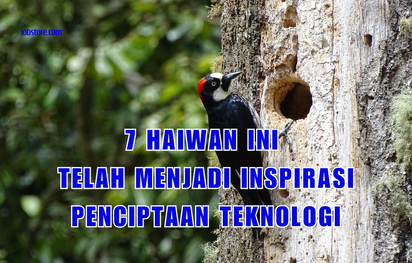 7 Haiwan Ini Telah Menjadi Inspirasi Penciptaan Teknologi