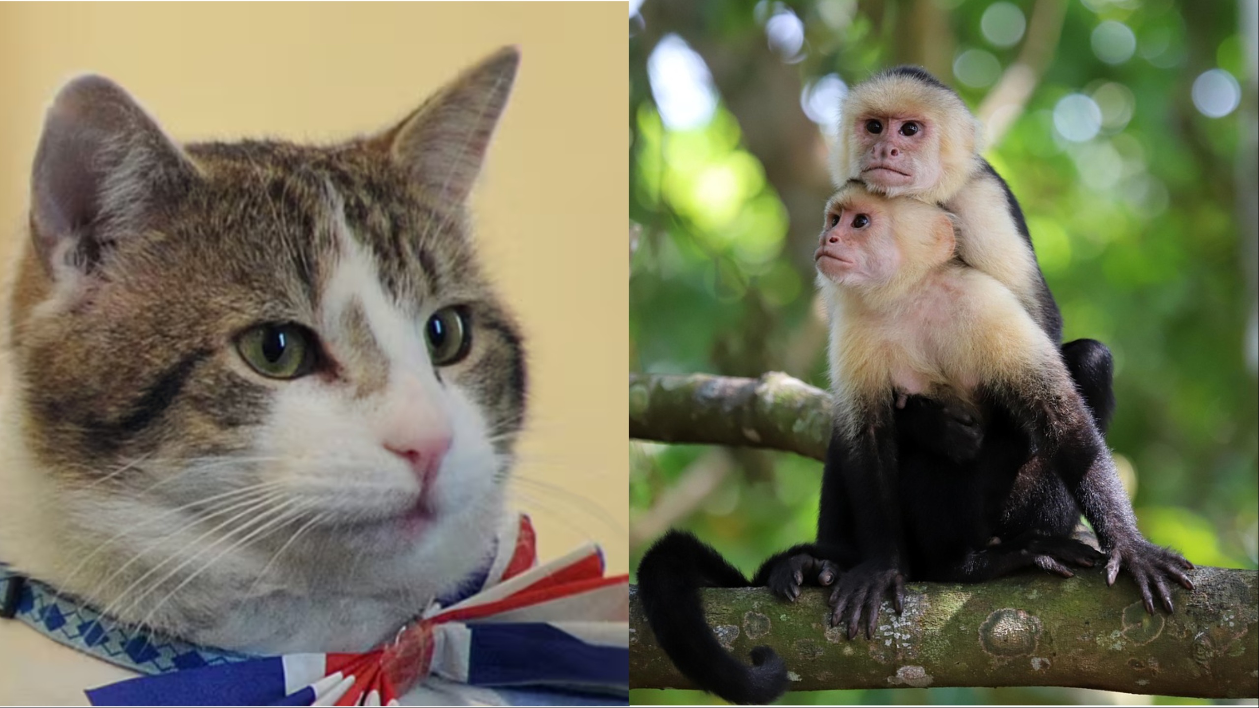7 Jenis Haiwan Dan Pekerjaan Harian Mereka 