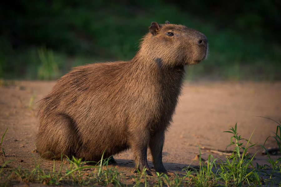 10 Fakta Menarik Capybara Yang Ramai Tak Tahu