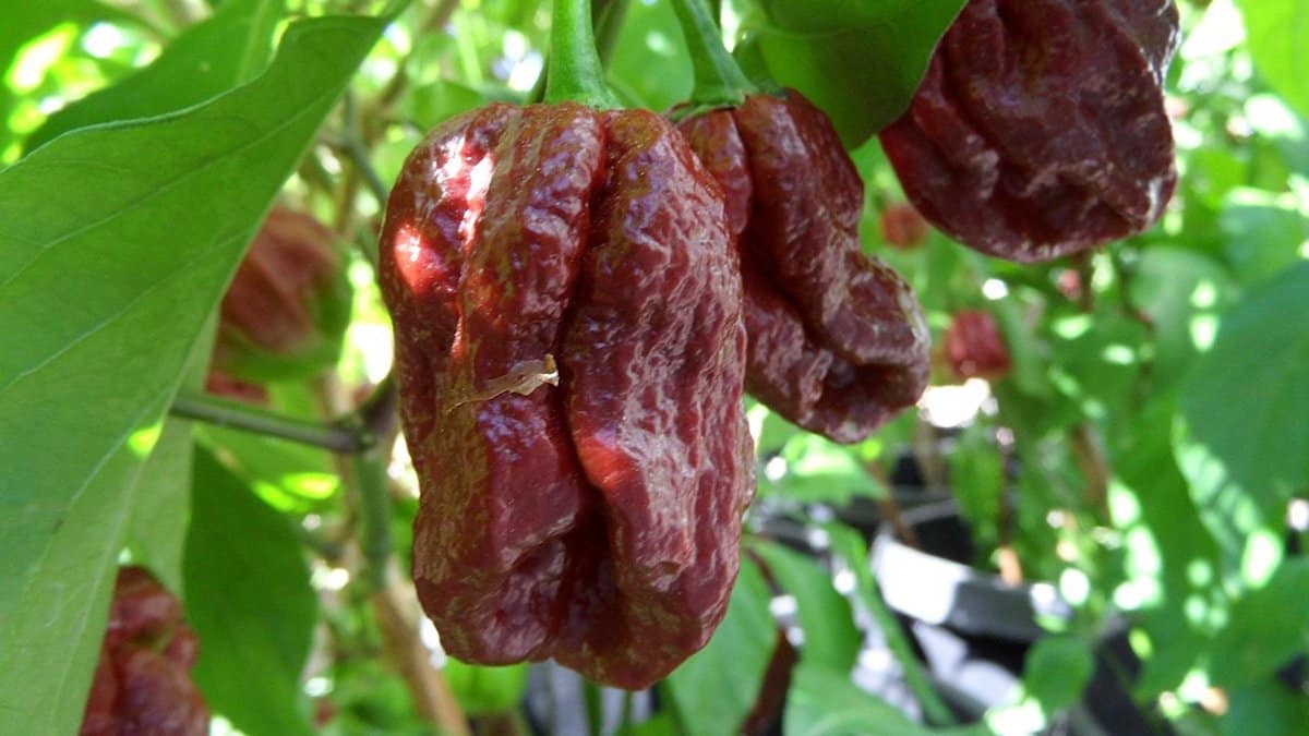 Kenali 5 Cili Paling Pedas Dunia & Bagaimana Kepedasannya Diukur