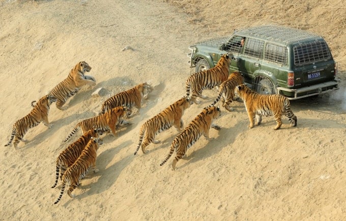Safari di China Tawar Gaji Bulanan RM29,000 Untuk Beri Harimau Makan