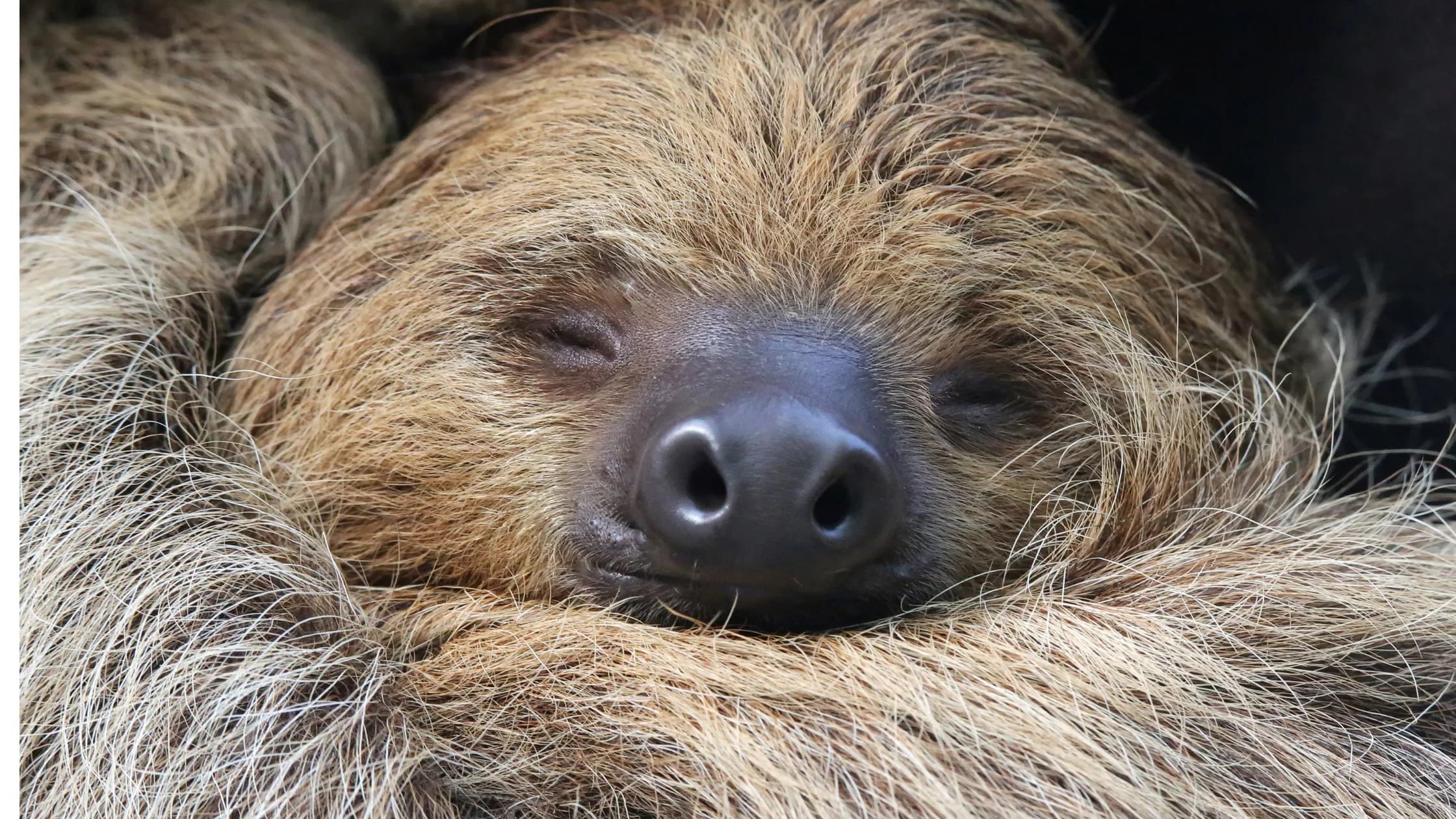 5 Haiwan dengan Tempoh Tidur Paling Lama