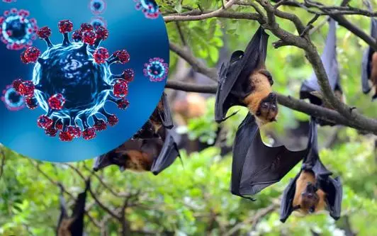 Ini Apa yang Anda Perlu Tahu Tentang Virus Nipah!