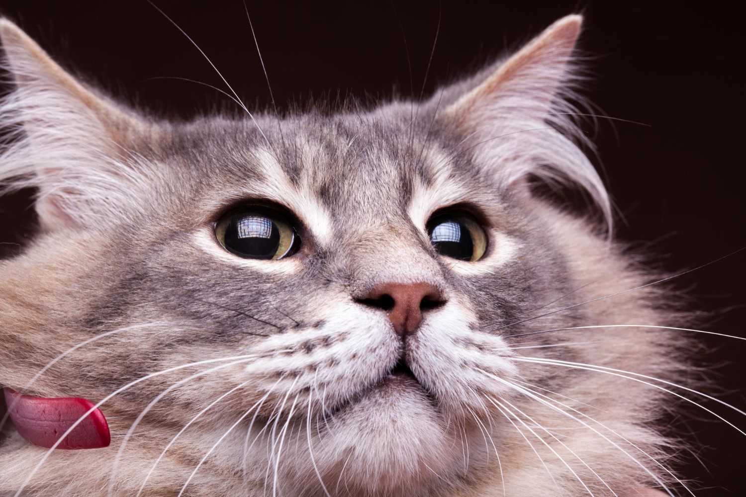Fungsi Misai Kucing yang Anda Mungkin Tak Tahu