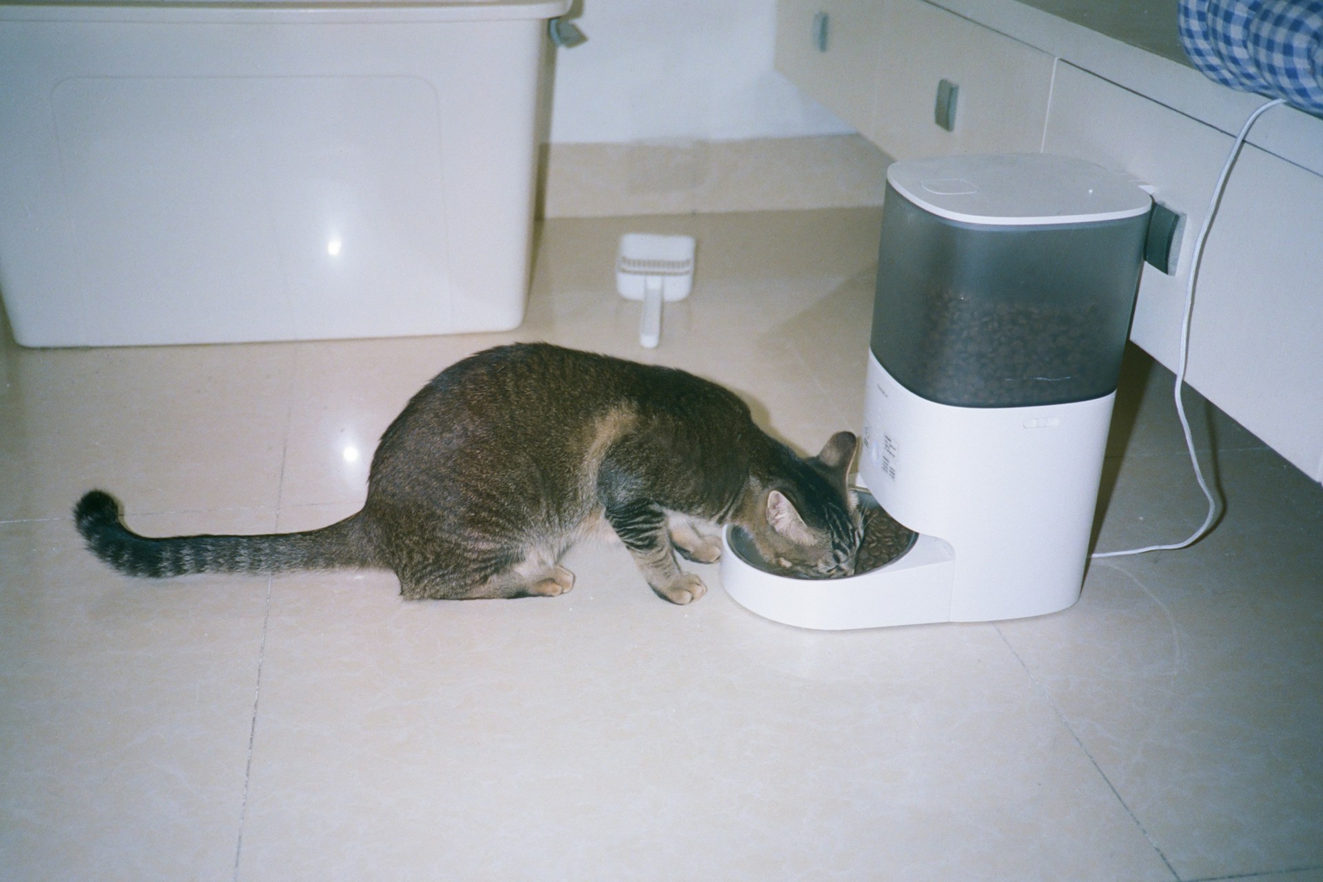 Pakar Jepun Dedah Kenapa Kucing Tak Habiskan Makanan 