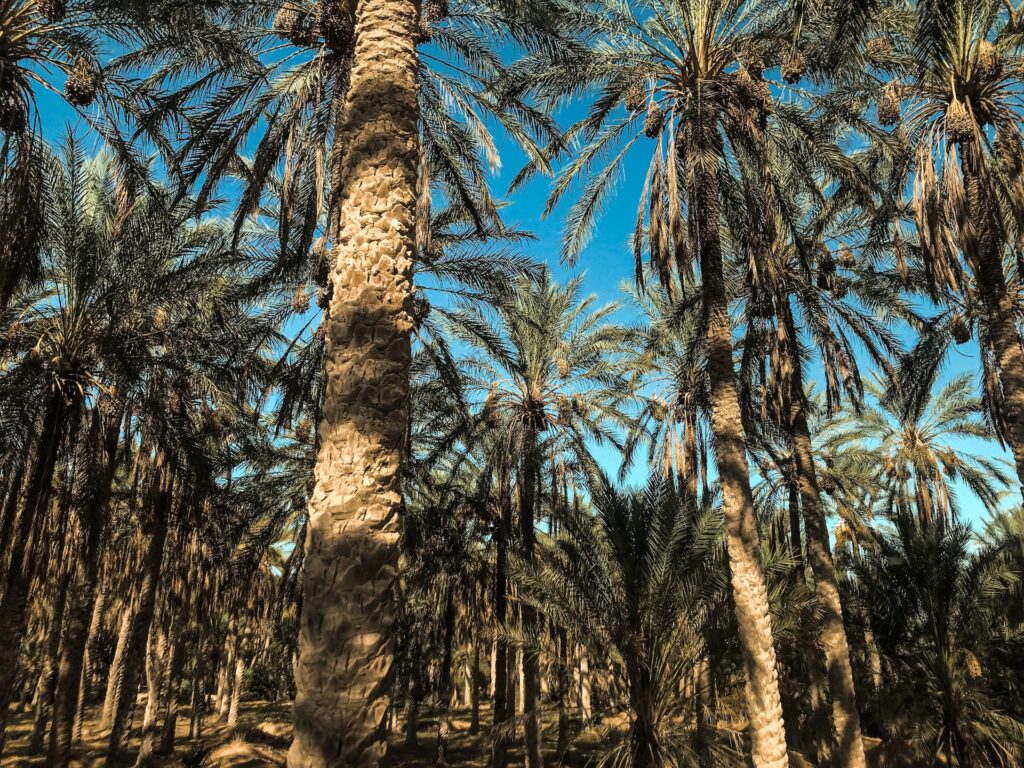 Jan-Aug palm oil exports in Malaysia reached RM81 billion