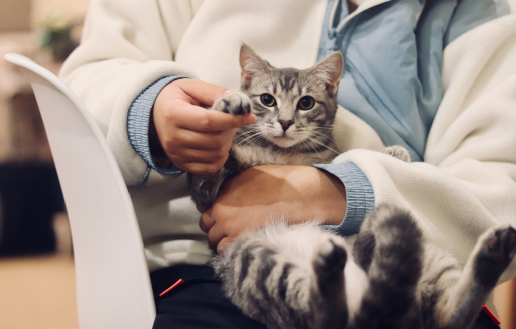 Veterinarian Job Description Template