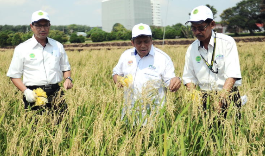 Jawatan Kosong Di Institut Penyelidikan Dan Kemajuan Pertanian Malaysia (MARDI)