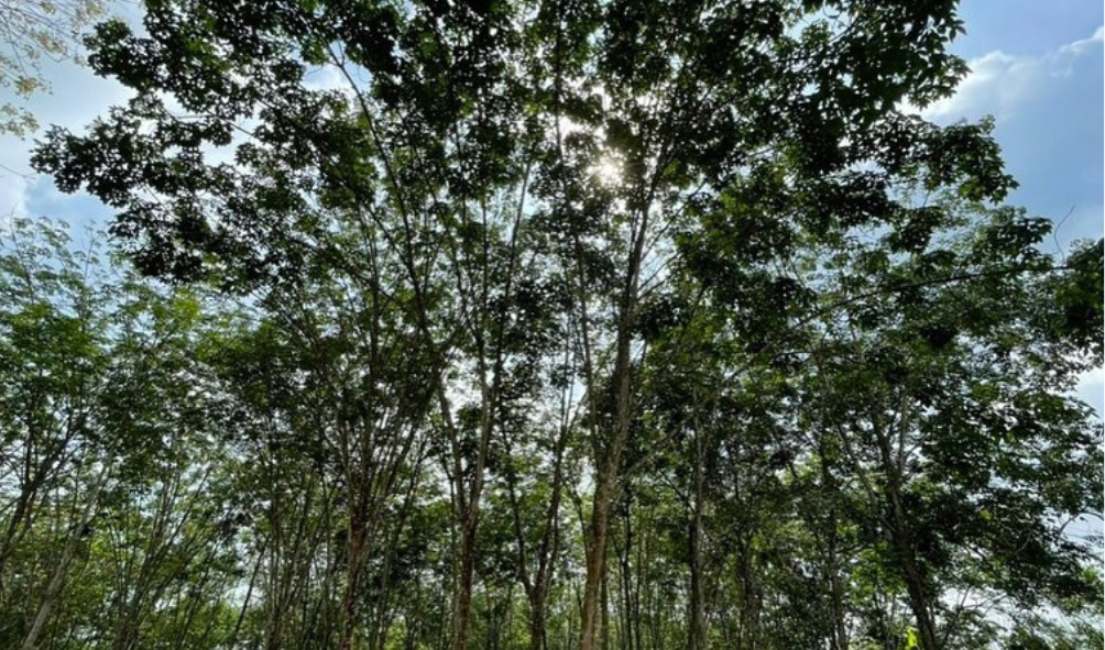 Jawatan Kosong Di Forest Plantation Development Sdn Bhd